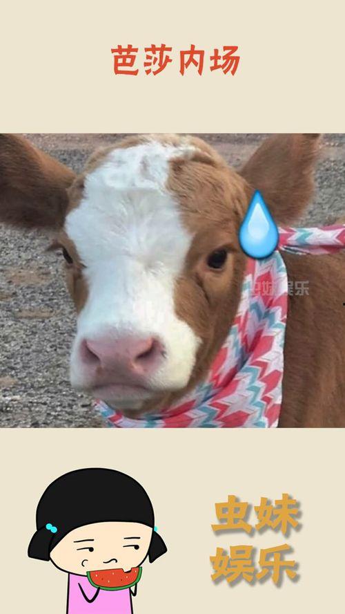 娱乐吃瓜酱hello,揭秘娱乐圈那些不为人知的幕后故事